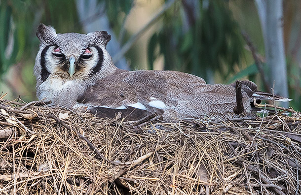 Verreaux's Eagle Owl on nest